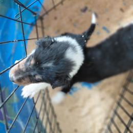 Perfect Home Needed - Black white and tan female Collie puppy in St Stephens, Wyoming from Desert Kennels
