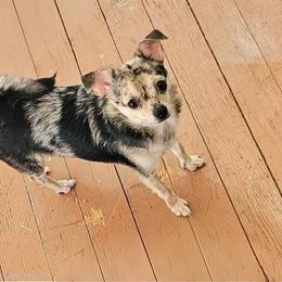 Rosco - Merle male Chihuahua puppy in Meridian, Oklahoma from Crazy Love Kennels
