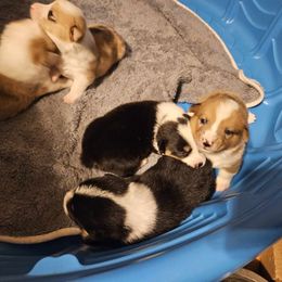 American Corgi Puppies from GC Farms Corgis