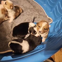 American Corgi Puppies from GC Farms Corgis
