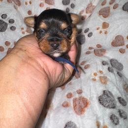 Blue Collar - Black and tan male Yorkshire Terrier puppy in Flowood, Mississippi from Prissy PawPals
