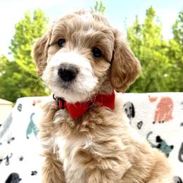 Red Collar Boy - Cream male Double Doodle puppy in Clarks Hill, South Carolina from Rosie’s Double Doodles