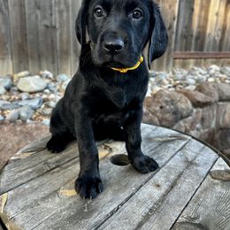 Nala (Yellow Collar) - Black female Labrador Retriever puppy in Galt, California from On My Side Kennels