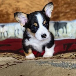 Pembroke Welsh Corgi Puppies from Sapphire Iris Corgis