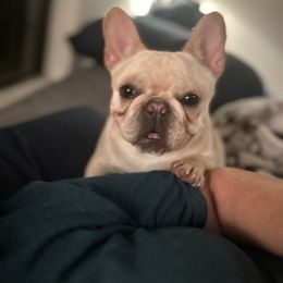 Myra - French Bulldog
