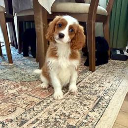 Cayenne - Blenheim female Cavapoo puppy in Beresford, South Dakota from DAKOTA DOOD RANCH