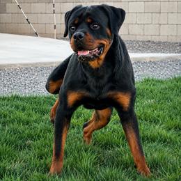 Boogie - Black and mahogany male Rottweiler puppy in Arizona from TRK Rottweilers