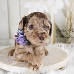 Bernedoodle and Goldendoodle Puppies from Adirondack Poodles Goldendoodles,Bernedoodles & Schnoodles