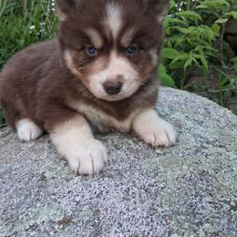 Baptism - Brown and white male Siberian Husky puppy in West Liberty, Ohio from Skyfallsiberians