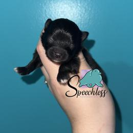 Rita - Black female Pomeranian puppy in Perry County, Ohio from Speechless Pom’s