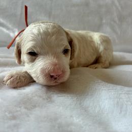 Doc - Red and white male Cockapoo puppy in Adrian, Oregon from ApplebyFarm
