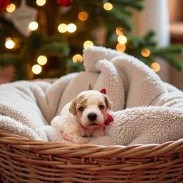 Polar - Parti male Maltipoo puppy in St. George, Utah from Winchester Hills Poodles and Doodles