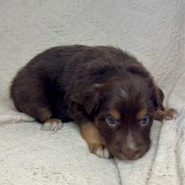 Brownie - Red tri-color female Australian Shepherd puppy in Arizona from BRR Aussies