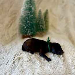 Riley - Brown male Poodle puppy in Utica, Ohio from Poodle Me Crazy