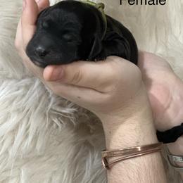 Goldendoodle puppies from Rainbow Doodle