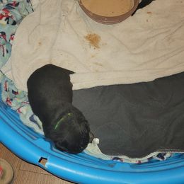 Rottweiler Puppies from Von Haus of Pearl