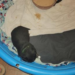 Rottweiler Puppies from Von Haus of Pearl