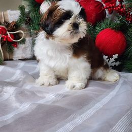 French Bulldog and Shih Tzu Puppies from French Bulldogs Planet