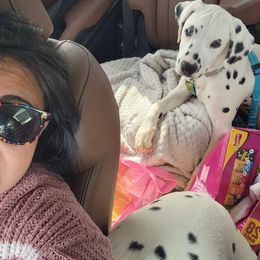 Dalmatian Puppies from America's Dalmatian Friends