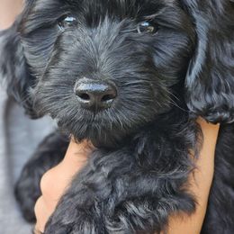 Yorkipoos from Grassy Knoll Yorkiepoo