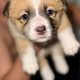 Persephone - Sable female Pembroke Welsh Corgi puppy in Toccoa, Georgia from The Grooming Barn LLC/ Wet Dog Ranch