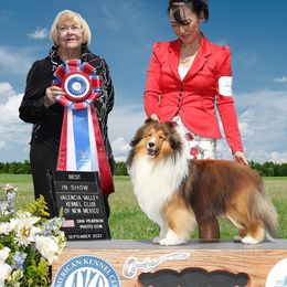 Ethan - Shetland Sheepdog