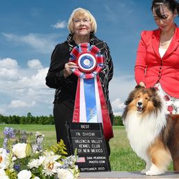 Ethan - Shetland Sheepdog