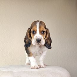 Black collar 'Tairn' - Black brown and white male Basset Hound puppy in Valley, Washington from Peaceful Valley Paws