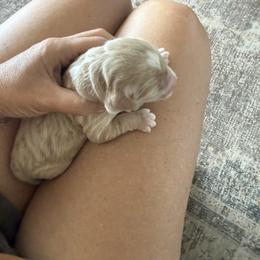 Maple - Apricot female Goldendoodle puppy in Galt, California from Mollyslilpups
