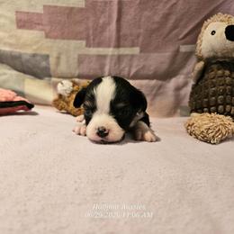 Taylor - Black tri female Toy Australian Shepherd puppy in Snowflake, Arizona from Halfpint Aussies