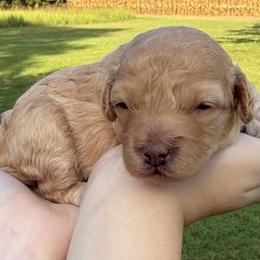 Elaine - Golden female Cockapoo puppy in Liberty, Kentucky from Kentucky Cockapoos