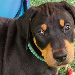 Boy 1 - Black and rust Doberman Pinscher puppy in Connecticut from Amity Doberman Pinschers