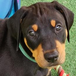 Boy 1 - Black and rust Doberman Pinscher puppy in Connecticut from Amity Doberman Pinschers