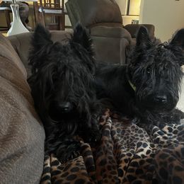 Annie Shay - Scottish Terrier