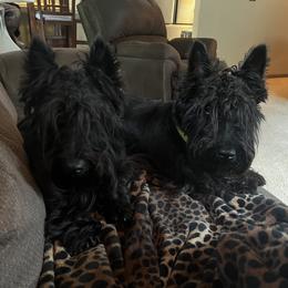 Annie Shay - Scottish Terrier