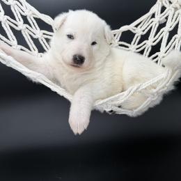 White Female 2 - White female German Shepherd puppy in Lebanon County, Pennsylvania from Regalimage