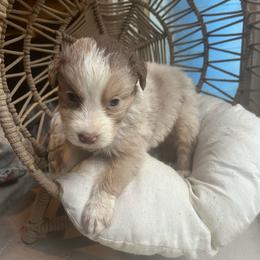 Muffin - Red merle male Australian Shepherd puppy in Grants Pass, Oregon from Carmel Mountain Aussies