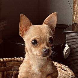 Short hair chihuahua - Chihuahua