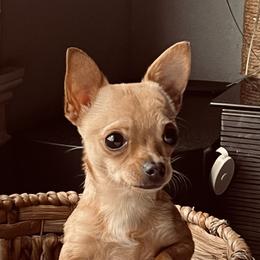 Short hair chihuahua - Chihuahua