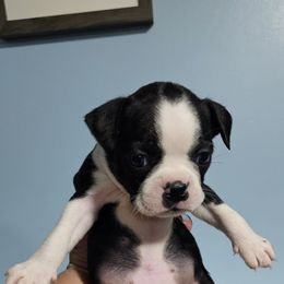 Nova - Black and white female Boston Terrier puppy in Columbus, Ohio from Bryn's AKC Bostons
