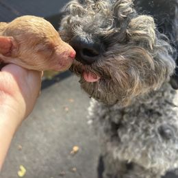 Pheebs - Goldendoodle