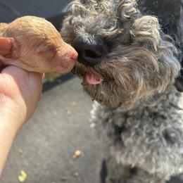 Pheebs - Goldendoodle