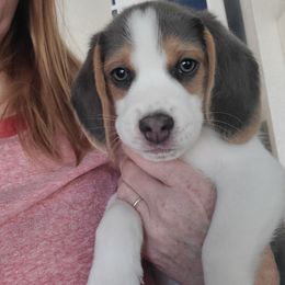 Blue Boy - Blue tan and white male Beagle puppy in New River, Arizona from Desert Mountain Dobermans