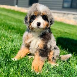 Kia (socialization program student) - Merle female Bernedoodle puppy in Dundee, Ohio from Down Home Doodle