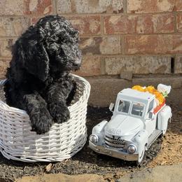 Mocha - Black female Goldendoodle puppy in Arlington, Texas from Chambers Doodle Patch