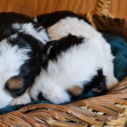 Stripe - Tri-color male Bernedoodle puppy in Granton, Wisconsin from Rose River Farms