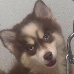 Buster - Chocolate male Pomsky puppy in Spring Hill, Florida from PDQ Pomskies