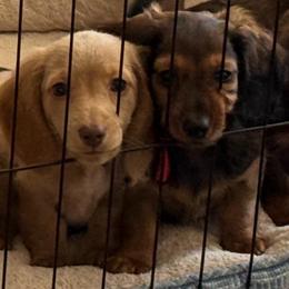 Kodiak - Red male Dachshund puppy in Shawnee, Oklahoma from Magic Eagle Miniature Dachshunds