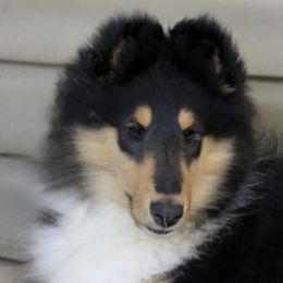 Collies from Val Hi Collies