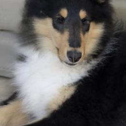 Collies from Val Hi Collies